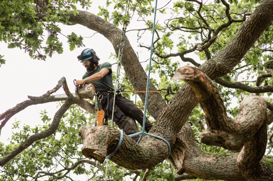 Arborist removing a large tree on a commercial property