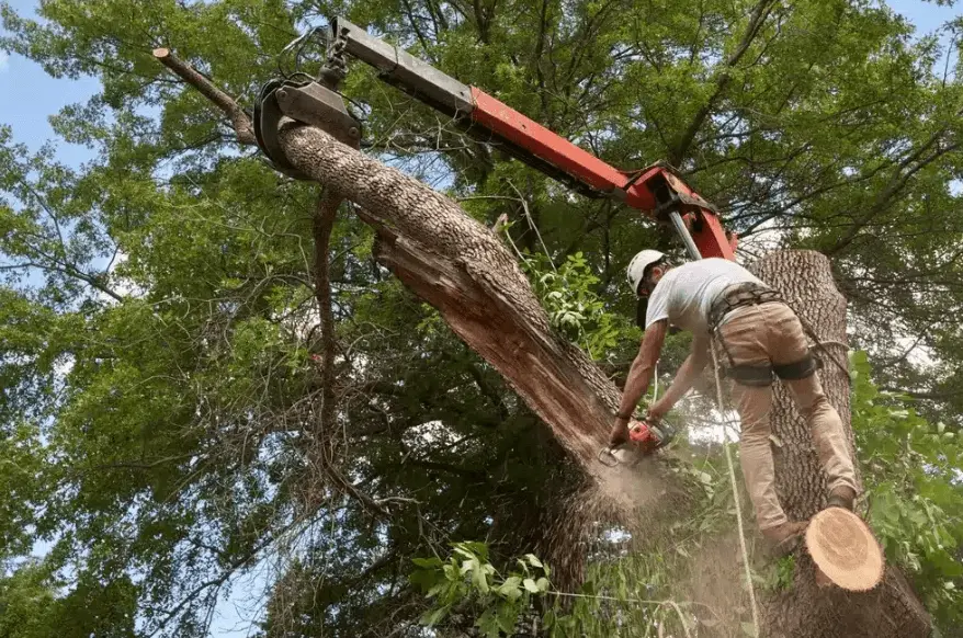 Crane rigging assisting with a residential tree removal