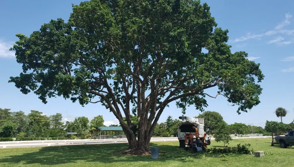 Full, healthy tree crown with a bucket truck nearby