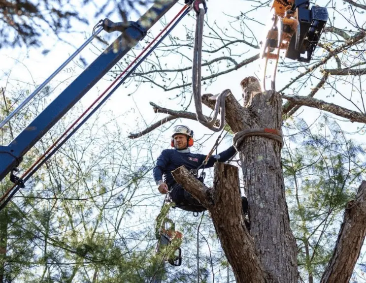 Arborist in a crane bucket removing a dead tree