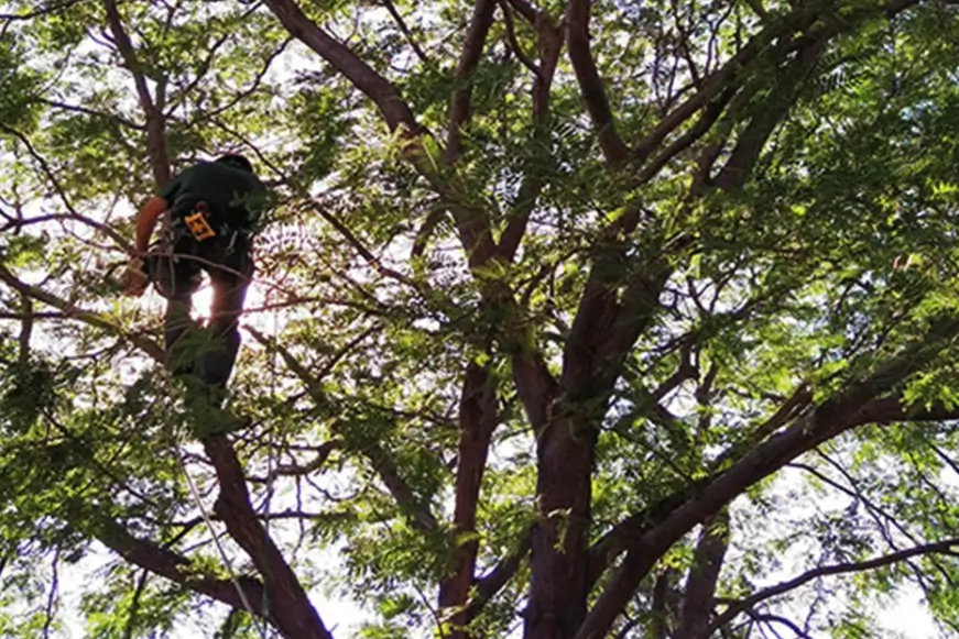 Arborist pruning branches from within a tree canopy
