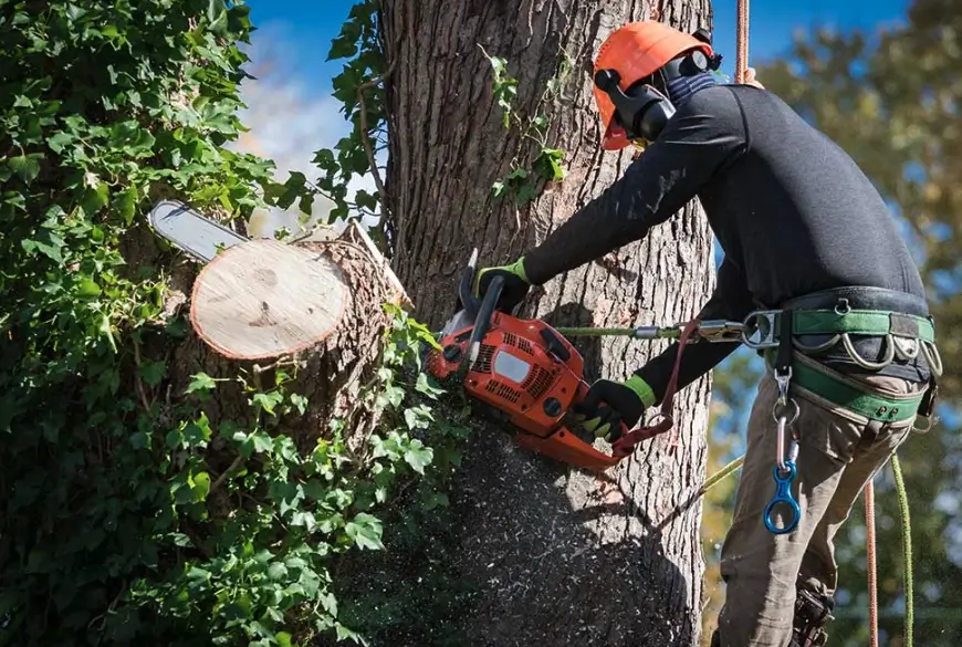 Arborist using a chainsaw to remove a tree