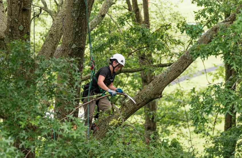 Arborist trimming branches high in a tree