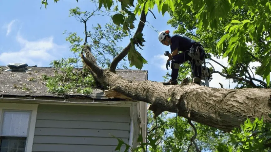 Arborist removing a large tree fallen on a roof